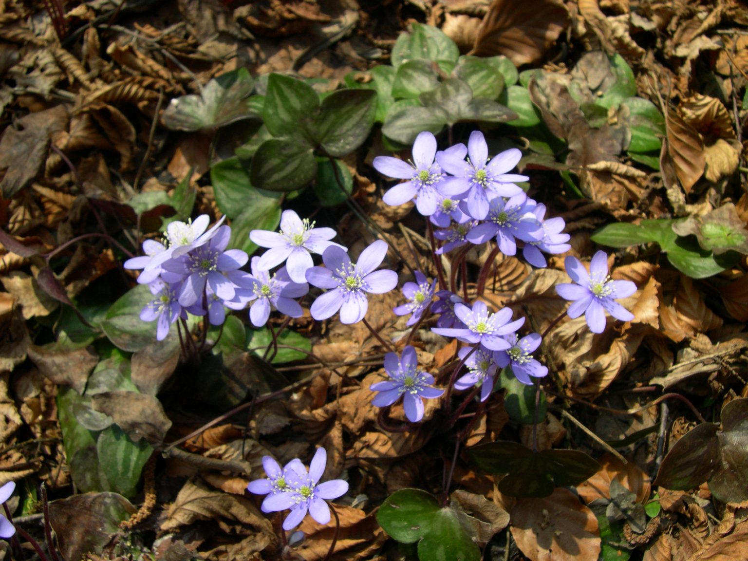 Spring primrose